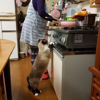 韓国人母と保護猫たちを扶養する私