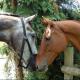 love horses, dogs, chatting with friends and learning how to make a full time income on the web