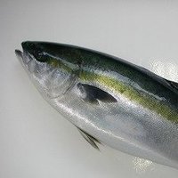 hamachi (@eipwek2350) 's Twitter Profile