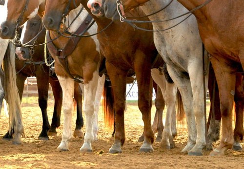 brazoshorse's profile picture. We support equine education and horsemanship in the Brazos Valley. Organizers of the elite Aggie Super Circuit.