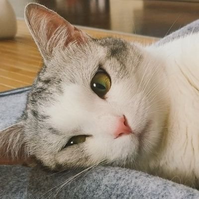 오늘의 비비. 2018년 1월 1일 세상에 태어나 준 이쁜이. *업로드된 사진을 개인 소장하는 것은 자유이지만, 무단 전재하는 것은 금지합니다. *DO NOT REPOST VIVI'S PHOTOS.