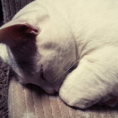 ネコ、サッカー、相撲、美味しいもの。
遊び心を忘れずにいたい。
保護猫7🐈‍⬛おります。　

動物たちが穏やかに暮らせますように…
DM☓