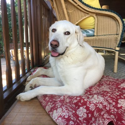 germancaes's profile picture. #HablamosEspañol #SanchezVeteYa