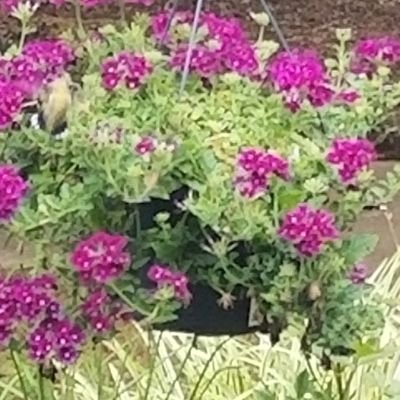 Slgerhardt's profile picture. Real Estate/Broker-Trusted Advisor with Allen Tate Realtors in the Charlotte, Lake Norman area!!