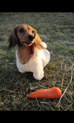 笑う犬の生活