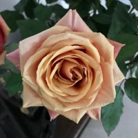 Barbara (@bbryett) 's Twitter Profile