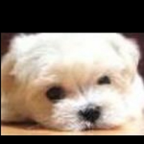 simshiho's profile picture. チャンミン大好き☻