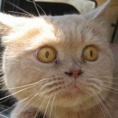 AmazonAnne9's profile picture. 