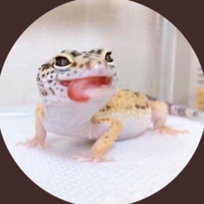 圧倒的不良👊🏻卍 レオパ110/ニシアフ14/トカゲ4/ヤモリ7/ヘビ3 🦒:@2020urute0719 🦎:@terra_kobe 🦎#爬虫類