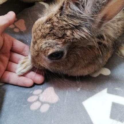ウニポニーさんのプロフィール画像