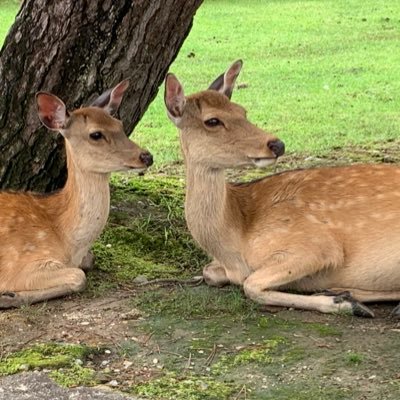 なな 広島 7月1日から本番移行したyahooストアクリエイターpro 昨日まる1日見てなくて 今日開いたら 酷いことになっているのですが 障害情報はあれど お問い合わせ窓口の電話番号はどこかに行きましたか