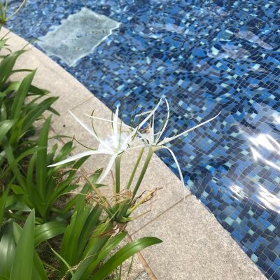 Wendy 旅行と育児 時々ディズニー 個人的に 子連れでディズニー行くならシェラトン よりヒルトン東京ベイ 必ず朝食つくのが安心だし お風呂は洗い場もある 24時間コンビニ開いてて ちょっとした薬が買えるのも安心 ベイサイドステーションから歩くのも