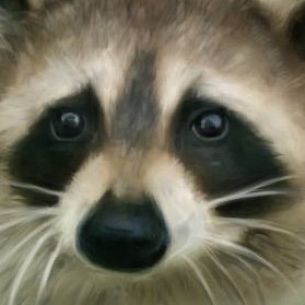 ラスカルp Rascalraccoon3 Twitter