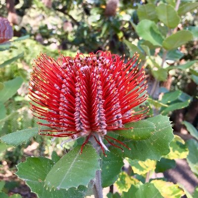Your weekly source for all things Banksia, the genus of plants from the Proteaceae family. #banksiaweekly
