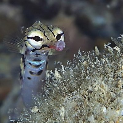 sigridjoan's profile picture. Marine sci student