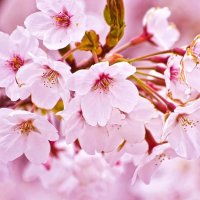 美桜 (@xn13rx8qwg7sswi) 's Twitter Profile