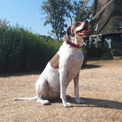 A pointer in Yorkshire