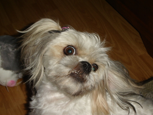 I'm a two year old shih-tzu who blogs about shih-tzu life. My PR -gal companion is @TodaysWomanCo

If you are a company with pet products follow her.