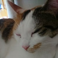 ちぇるる (@yunnnny120) 's Twitter Profile Photo ちぇるる (@yunnnny120) 's Twitter Profile Photo