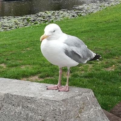 ugougoreading's profile picture. ブログをやっています
囲碁もやっています
