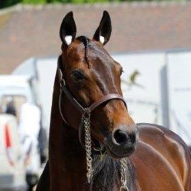#Etalon #Champion #Légende 4️⃣6️⃣ victoires • 2️⃣1️⃣ Groupes 1️⃣ • 2️⃣ x Prix d’Amérique 🇺🇸#MerciBoldEagle #horseracing #legend #trot