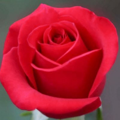 redrosetea55's profile picture. PEI News Canadian Politicians Canadian Politics Canadian TV