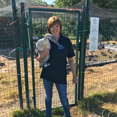 Wildlife rehabilitator and volunteer coordinator @CuanWildlife in Shropshire. Formerly an early years teacher and consultant for 35 years. Bit of a @Wolves fan.
