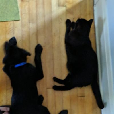 My cat matches my dog and we're all a curious bunch...