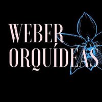 Weber Orquídeas(@OrquideasWeber) 's Twitter Profile Photo