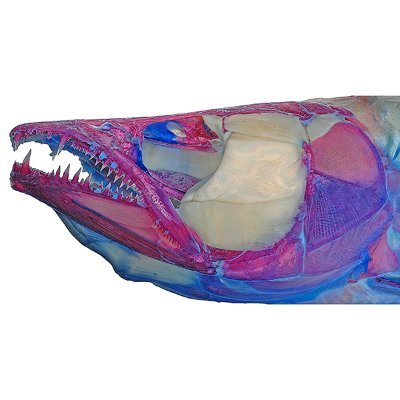 Evolutionary Morphology of Fishesさんのプロフィール画像