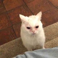 🙃🙃🙃 (@_humongous) 's Twitter Profile