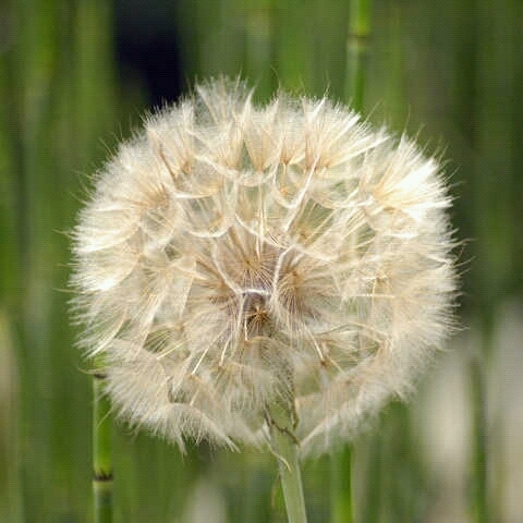 glenzmom's profile picture. 