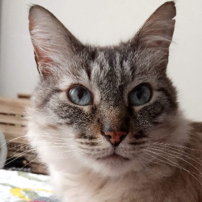 DianaPe04040393's profile picture. 