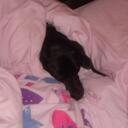 Molly Wright - @MollyMoo_dog - Twitter