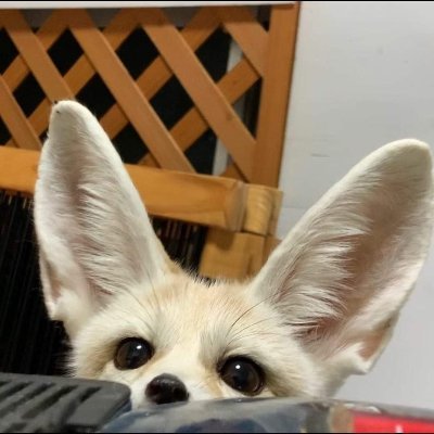 Posting all the cute fennecs daily! | Submit fennecs in dms!