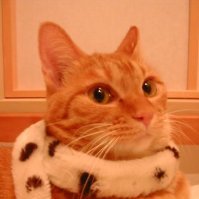 peacefulandjust's profile picture. multilingual government-certified Japanese acupuncture & moxa clinician. 30+yrs experience as freelance translator, interpreter, for music and sports industry.