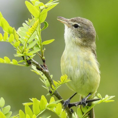 AllertonBird Profile Picture