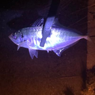 カズノコ Fishing 仕事終わりに 南港 周辺でアジング 良い引きで メバル が釣れました 妻が煮付けにしてくれ 美味しくいただきました 今日の南港は暖かく 釣行には最適でした アジング メバリング 釣行記録