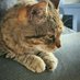 CatManToo (@pensivion) Twitter profile photo CatManToo (@pensivion) Twitter profile photo