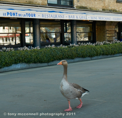 Photographer - sometimes,Also the coffeevanman @ southfields station.