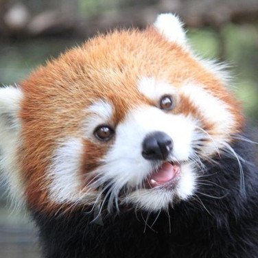 lesser_panda_2's profile picture. 新型コロナウイルスに関する立ち位置は「日本ではインフルエンザ以下だから、インフルエンザ相当の対応をして、経済を回そう」2020年7月頃にマスクを外してから、99%ノーマスクです。フォローご自由に♪