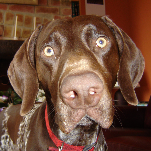 simonbolstridge's profile picture. Web developer/ newbie mac convert/ drummer (ish)/ conscripted dog walker/ bullied pointer owner (by the dogs)/ wanna-be gardener