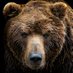 BadBear_Boss (@bearboss17) Twitter profile photo BadBear_Boss (@bearboss17) Twitter profile photo
