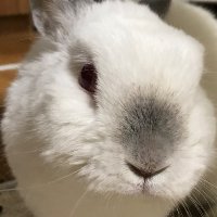 くろいうさぎ (@kuroiusagiz) Twitter profile photo