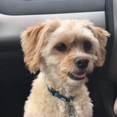 londonpepsi's profile picture. 