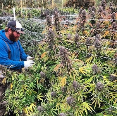I've got the best cbd strains available for stoners,cancer,anxiety,depression,stress,pains,insomnia etc..call/text
snap /telegram :bakedbros11