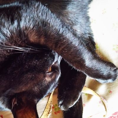 霊月るとさんのプロフィール画像
