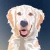 YellowDogDem (@yellowdog625) Twitter profile photo YellowDogDem (@yellowdog625) Twitter profile photo