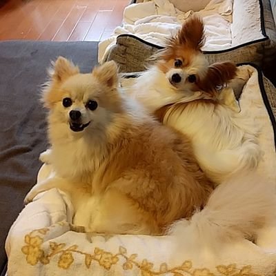 さくらい社労士FP事務所のスタッフ🐶あお♂(元保護犬推定10歳)🐶りつ♀(元保護犬ポメ令和4年9月🌈)飼い主/下僕♂(中大通教卒業・社労士・FP2級・小型船舶1級)は脱サラ開業→🐶あおと一緒🇯🇵英霊の皆様ご先祖様に感謝🙏🇯🇵高市さん榛葉さん応援🇯🇵拉致問題解決・憲法改正🇯🇵タカ派ではなくイヌ派