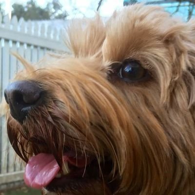 SStamoran's profile picture. Proud Aussie wife and mum to pup Theo 🐕 Right leaning and Christian. Love President Trump. Coal & nuclear energy the way to go!
